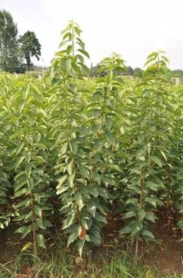 陜西金果脫毒矮化大櫻桃種苗圖集