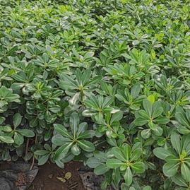 陜西咸陽楊陵區黃楊苗、黃刺梅種苗、金森女貞杯苗、石楠苗、海桐苗張澤民種植基地_地址_產地貨源