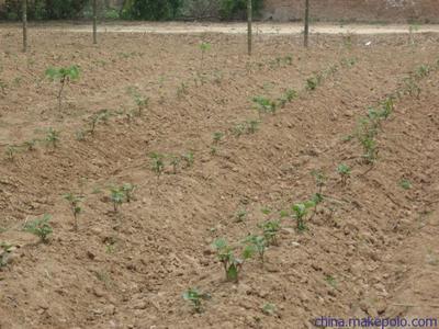 陜西楊凌紅薯種苗 紅薯種子價格 高產脫毒紅薯種子種苗批發(fā)價圖片9