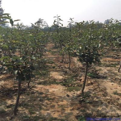 陜西八月紅梨種苗基地