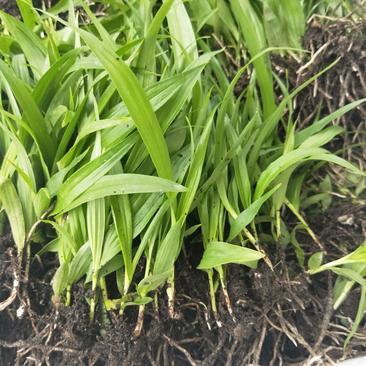 [白芨種苗批發]陜西商洛山陽縣白芨種苗 0.90元/棵白芨種苗 _ 一畝田