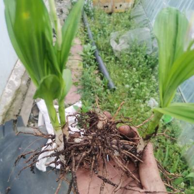 [白芨種苗批發]陜西商洛商州區白芨種苗 0.50元/棵自產自銷, _ 一畝田