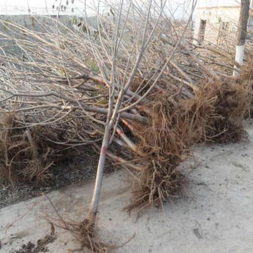 【陜西專業從事櫻桃苗報價基地批發】-