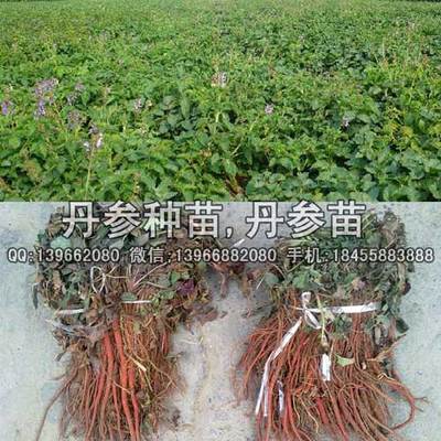 丹參苗,丹參種苗,紫丹參苗價格