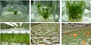 農(nóng)業(yè)革命新技術(shù) 脫毒育苗技術(shù) 脫毒種苗繁育工廠(chǎng)