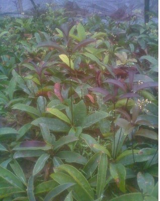 陜西苗木基地-供應(yīng)陜西桂花樹(shù)苗|桂花樹(shù)苗價(jià)格|出售桂花樹(shù)苗 -陜西厚樸苗價(jià)格|陜西櫻桃苗價(jià)格|陜西獼猴桃苗 產(chǎn)品展示(陜西苗木基地、陜西種苗供應(yīng)商、陜西苗木批發(fā))-金泉網(wǎng)