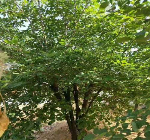 【陜西黃櫨苗種苗銷(xiāo)售】- 