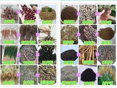 【油用牡丹苗兩年苗價(jià)格】?jī)r(jià)格,廠(chǎng)家,藥材種子種苗