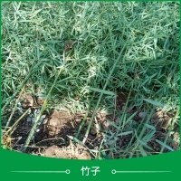 盆栽果樹(shù)苗產(chǎn)品圖片|圖片大全|圖片庫(kù)