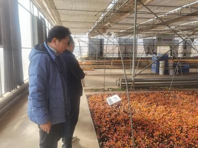 陜西省農(nóng)機(jī)技術(shù)體系專(zhuān)家調(diào)研楊凌果蔬育苗企業(yè)探討育苗機(jī)械需求情況