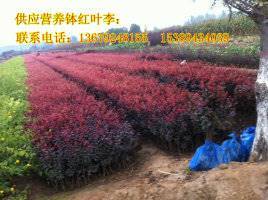 【供應西安營養缽紅葉李、紫葉李、陜西叢生密枝紅葉李】價格,廠家,其他種子種苗