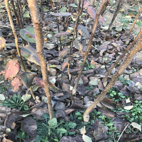 【梨樹苗合作社、地徑0.8厘米秋月梨樹苗】- 