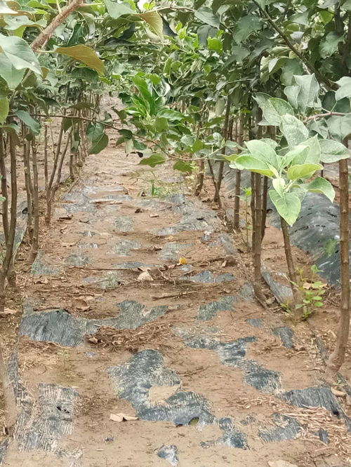 陜西梨樹苗5公分新梨7號樹苗量大質優