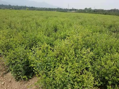 [蒼術種苗批發]陜西咸陽楊陵區蒼術種苗 0.68元/棵蒼術種苗, _ 一畝田