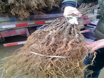 2公分獼猴桃苗 金香獼猴桃樹種植技術