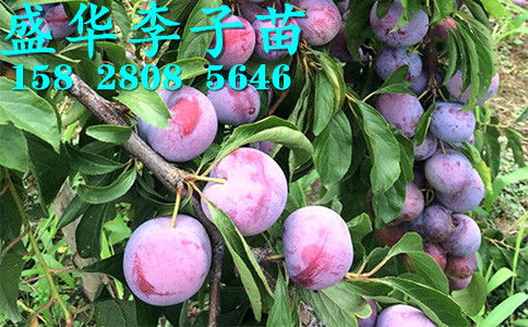 【秦地陜西脆紅李苗基地直銷,漢中安康商洛、寶雞西安渭南脆紅李樹苗價格廠家報價。】-