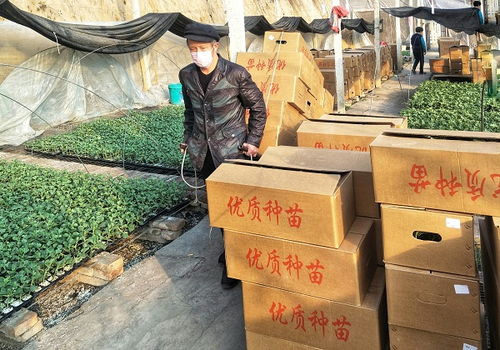 太谷 戰 疫 不忘備春耕