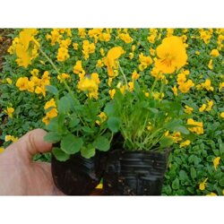 陜西角堇種苗多少錢價(jià)格