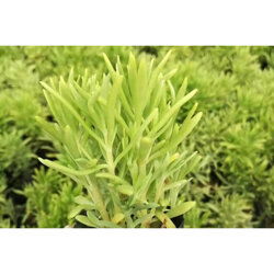 陜西佛甲草種苗基地批發