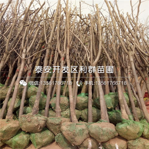 【磨盤柿子苗報價、2019年磨盤柿子苗價格】- 