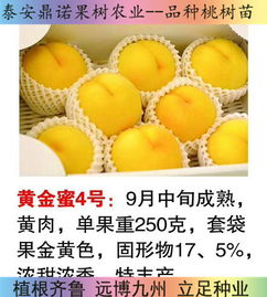 中桃金蜜桃樹苗血桃價格陜西陜西中桃金蜜桃樹苗