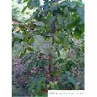 陜西_種子、種苗_食品、飲料、農林牧副漁_供應搜索_綠色產品網