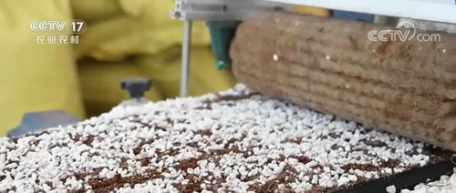 央視 中國三農報道 聚焦德州武城 科技育苗 助力辣椒增產