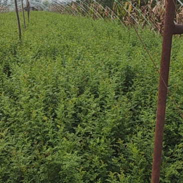 [黃刺梅種苗批發(fā)]陜西咸陽楊陵區(qū)黃刺梅種苗 1.00元/棵黃刺梅 _ 一畝田