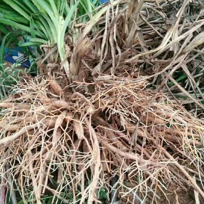 陜西蔬菜種苗陜西蔬菜種苗供應(yīng)_陜西蔬菜種苗價(jià)格