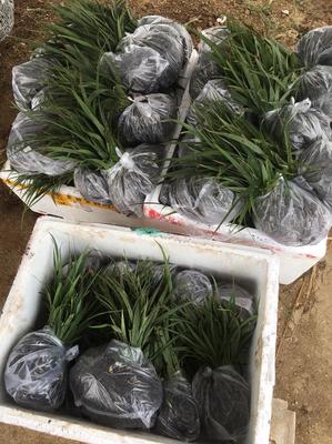 [白芨種苗批發(fā)]陜西漢中漢臺區(qū)白芨種苗 0.60元/棵白芨苗紫花 _ 一畝田