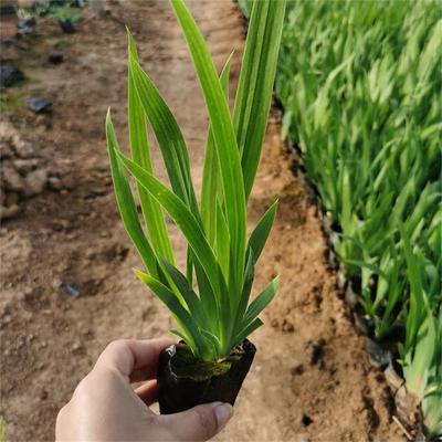 陜西宿根花卉基地批發(fā)鳶尾種苗-承玉花卉