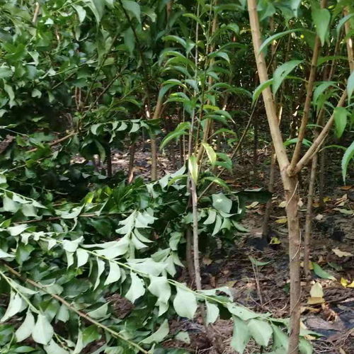 【陜西渭南蜂糖李苗每日報(bào)價(jià),陜西渭南蜂糖李苗批發(fā)】-