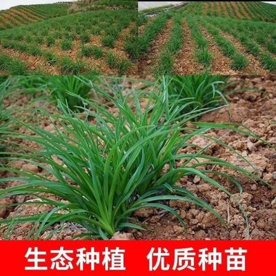 優(yōu)質陜西大荔沙苑品種黃花菜根苗