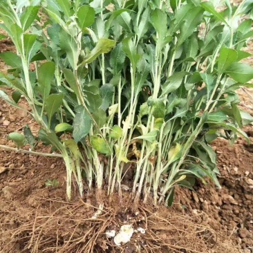 [蒼術種苗批發(fā)]陜西渭南華陰市蒼術種苗 0.30元/棵蒼術苗 _ 一畝田