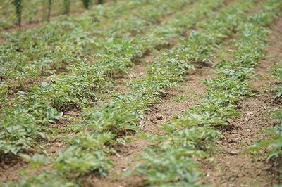 白芍種苗行情白芍種苗廠家