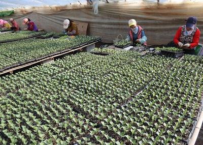 冬日育苗棚里&ldquo;訂單瓜苗&rdquo;助農(nóng)致富