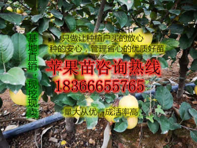 煙富0號蘋果苗苗木基地?zé)煾?號蘋果樹苗苗木基地