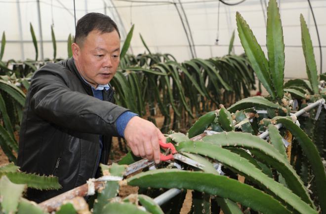 陜西楊凌:全產(chǎn)業(yè)鏈賦能集體經(jīng)濟 火龍果結(jié)出&ldquo;致富果&rdquo;