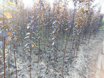 供應用于綠化的陜西紅葉李樹苗批發商,紅葉李種苗基地