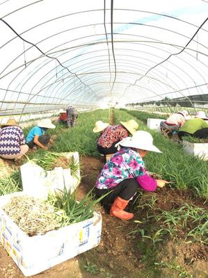 [白芨種苗批發]陜西漢中漢臺區白芨種苗 0.60元/棵白芨種苗基 _ 一畝田