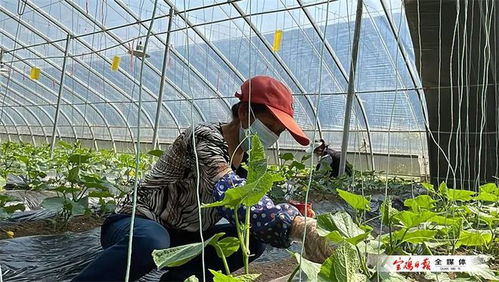 陜西農業示范園 蔬菜輪作一年四季不停歇，種苗引領產業升級