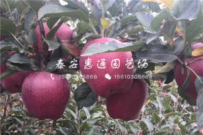 陜西耐凍樹苗價格穩中有升，農戶青睞優質種苗