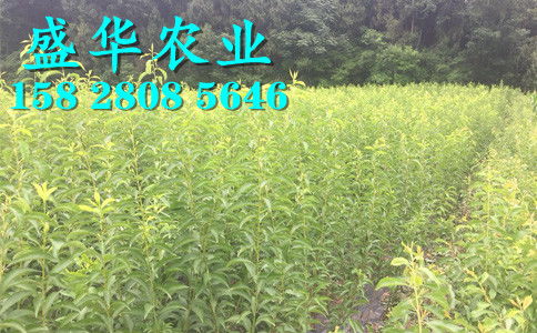 陜西脆紅李苗基地直銷 漢中、安康、商洛、寶雞等地區樹苗價格與種植優勢