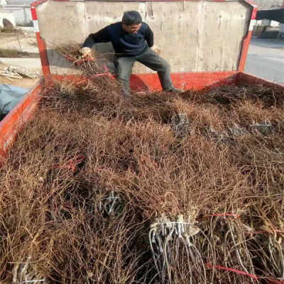 陜西優質5年冬棗樹苗，農戶直銷，助您豐收致富