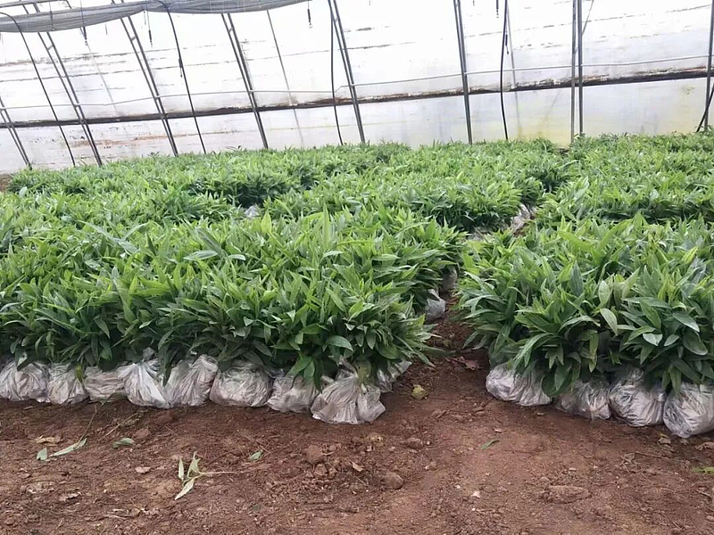 科技賦能育新苗 陜西秦蘊慧耕激活中藥材產業新質生產力