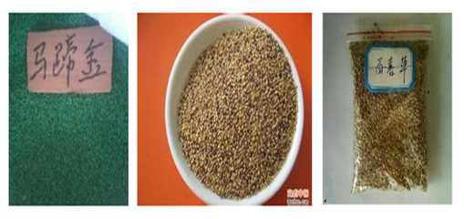 陜西省小葉雞爪槭種子市場(chǎng)概況 價(jià)格、供應(yīng)商與種苗資源探析